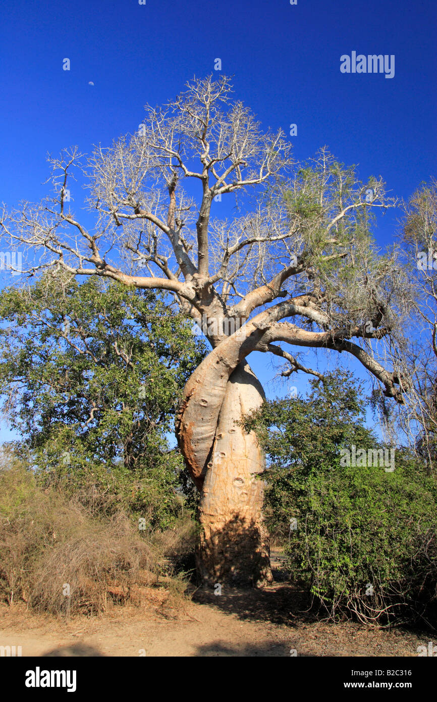 Baobab tree (Adansonia grandidieri renala), Morondava, Madagascar ...