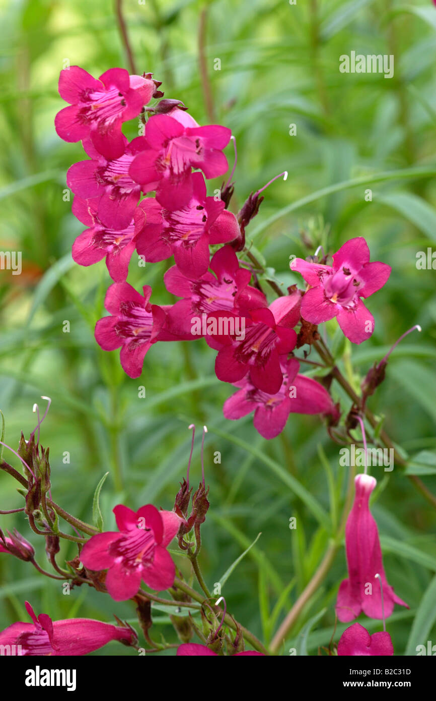 Penstemon or Beard-tongue (Penstemon spec.), flowers Stock Photo - Alamy