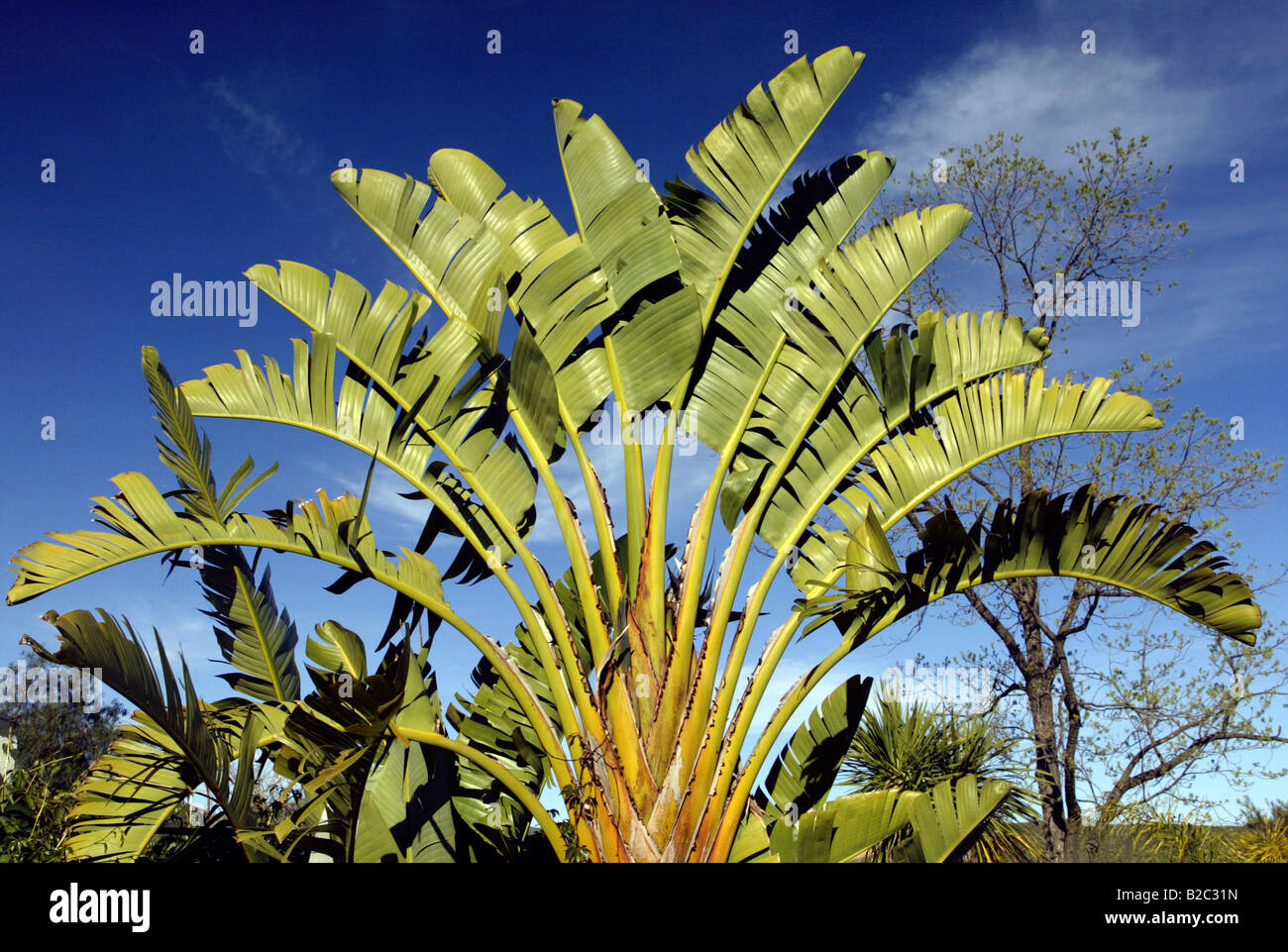 Traveler's Palm or Travellers Palm (Ravena madagascariensis, Ravenala madagascariensis), Madagascar, Africa Stock Photo