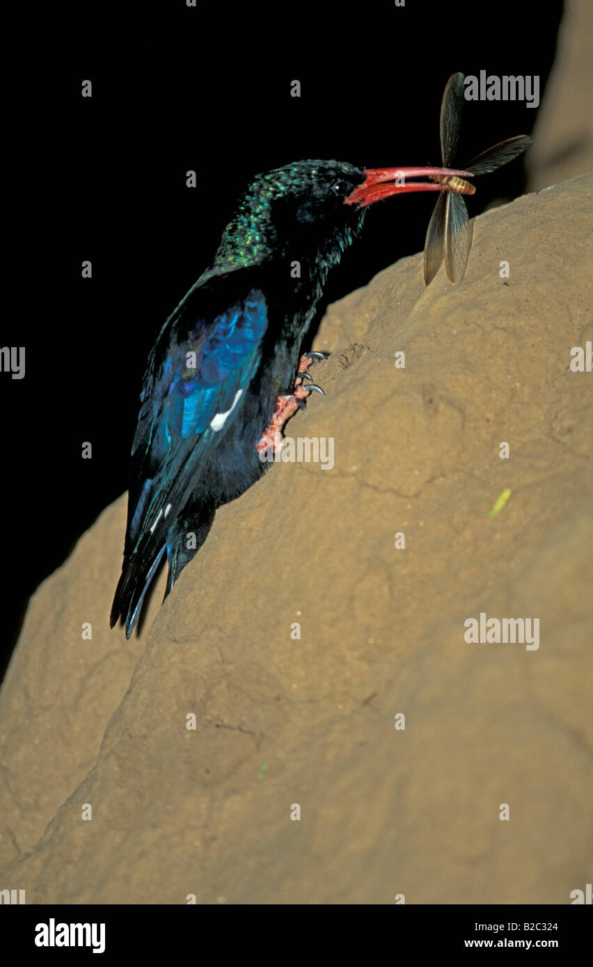 Green Wood Hoopoe (Phoeniculus purpureus) on a termite mound, Samburu Game Reserve, Kenya, Africa Stock Photo