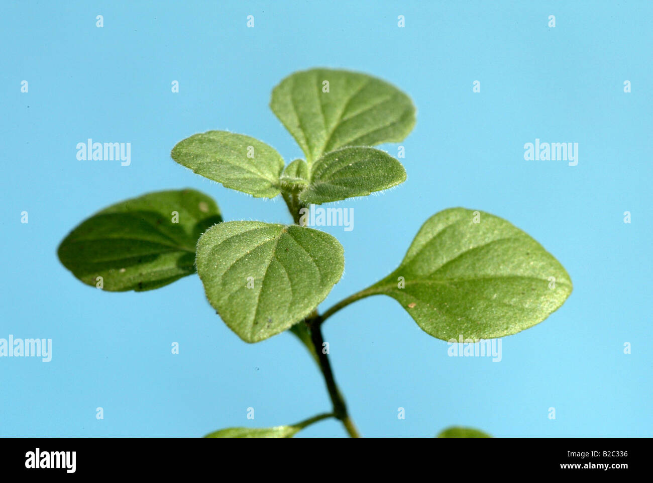 Calamint (Calamintha spec.), leaves Stock Photo