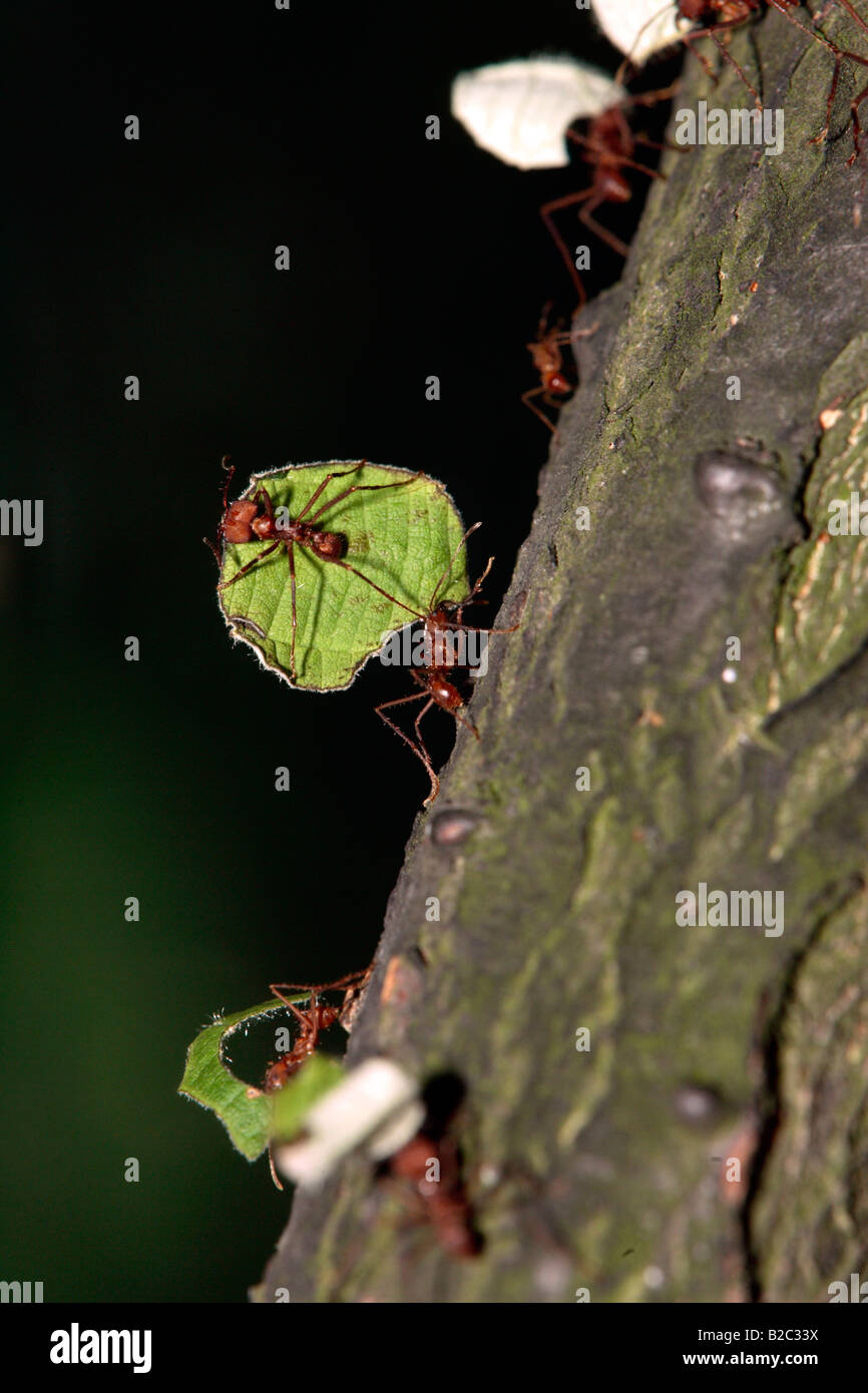 Leaf-cutting Ants (Atta cephalotes) transporting food in a group Stock Photo