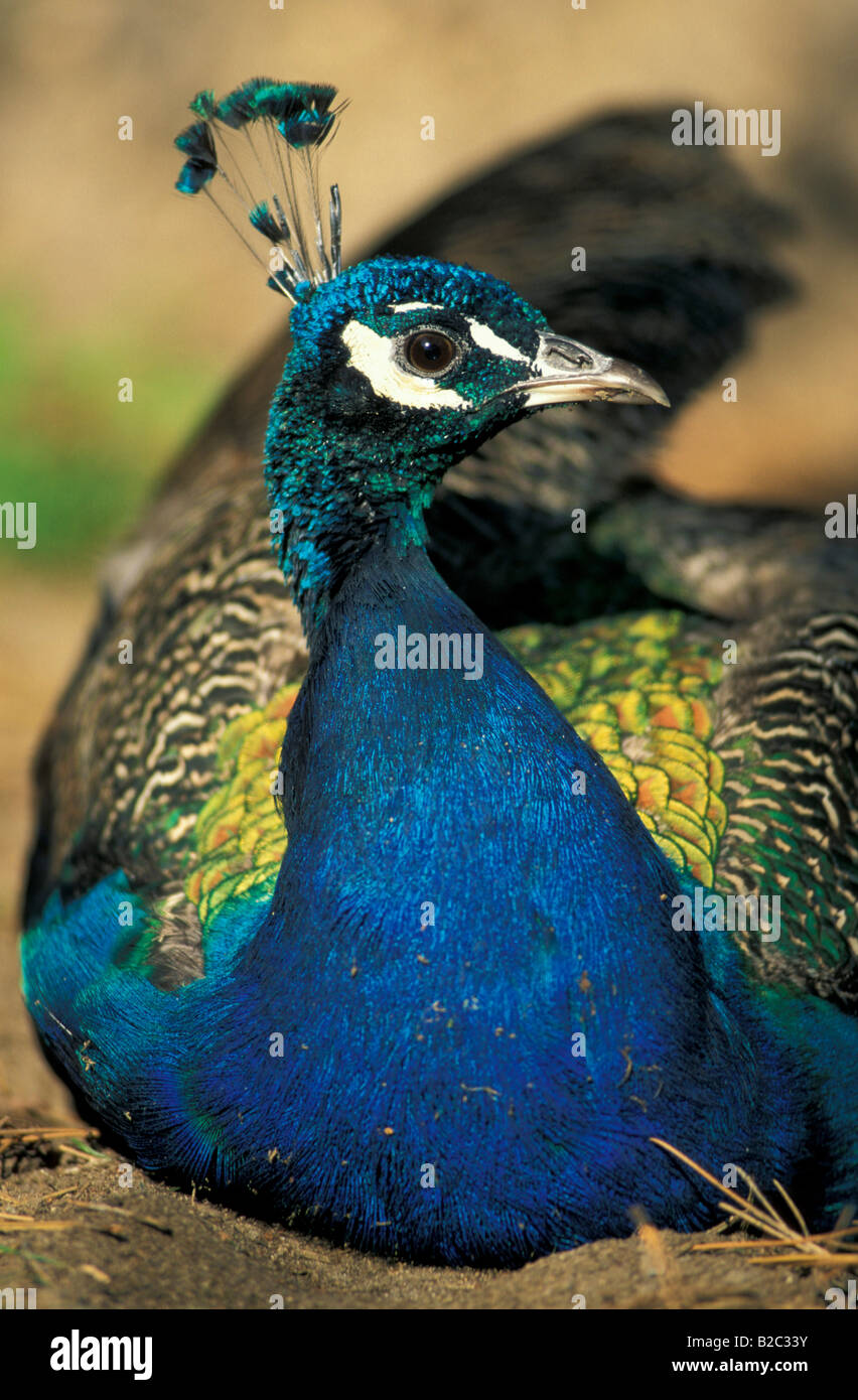 Peacock, Indian or Common Peafowl (Pavo cristatus), Germany Stock Photo