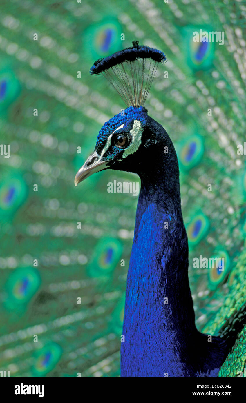 Indian peacock portrait hi-res stock photography and images - Alamy