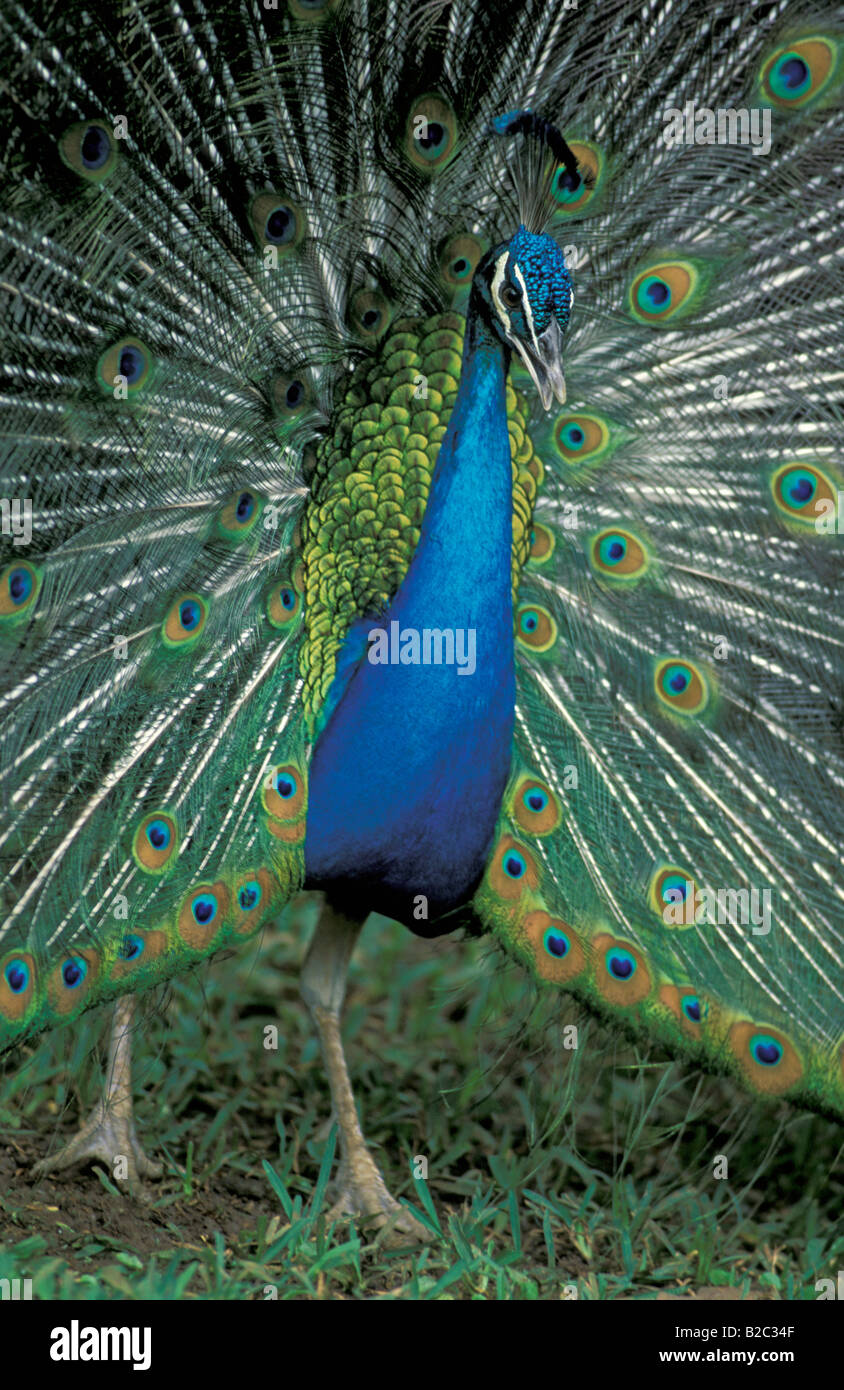 Indian or Common Peafowl (Pavo cristatus), adult male or peacock Stock Photo
