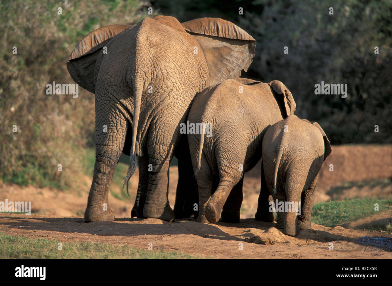 African Bush or Savanna Elephant (Loxodonta africana), cow and calves from behind, Addo Elephant National Park, South Africa Stock Photo
