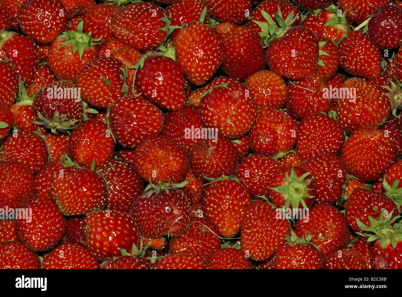 Garden strawberries (Fragaria × ananassa) Stock Photo