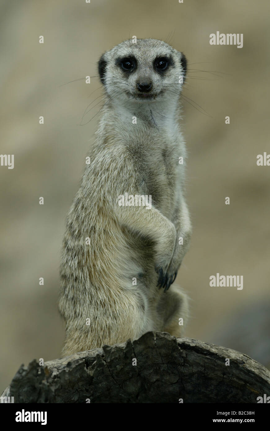 Meerkat or Suricate (Suricata suricatta) sitting upright, Africa Stock