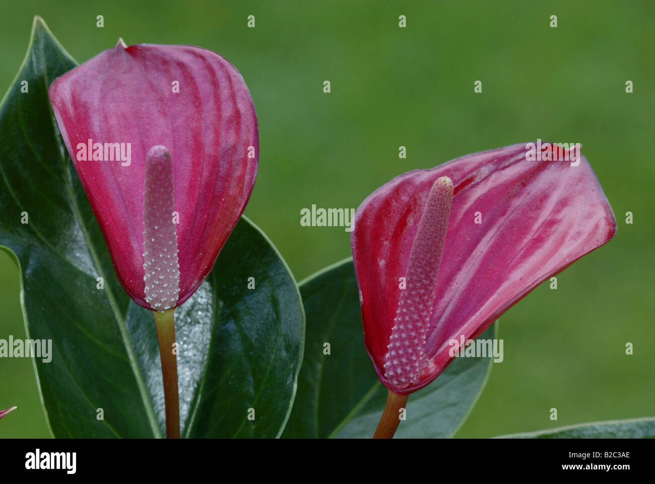 Flamingo blume hi-res stock photography and images - Alamy
