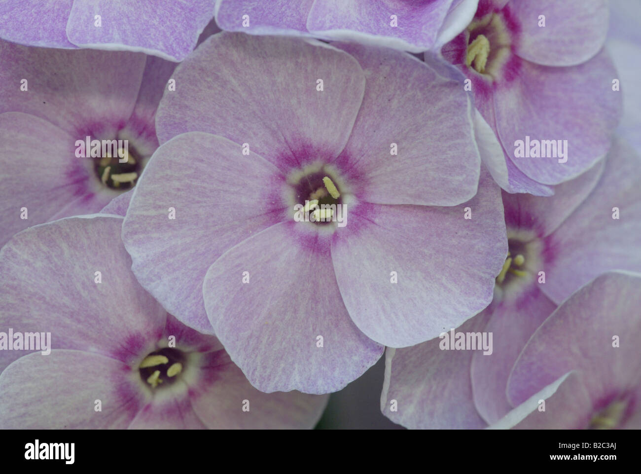 Garden phlox (Phlox paniculata), flowers Stock Photo