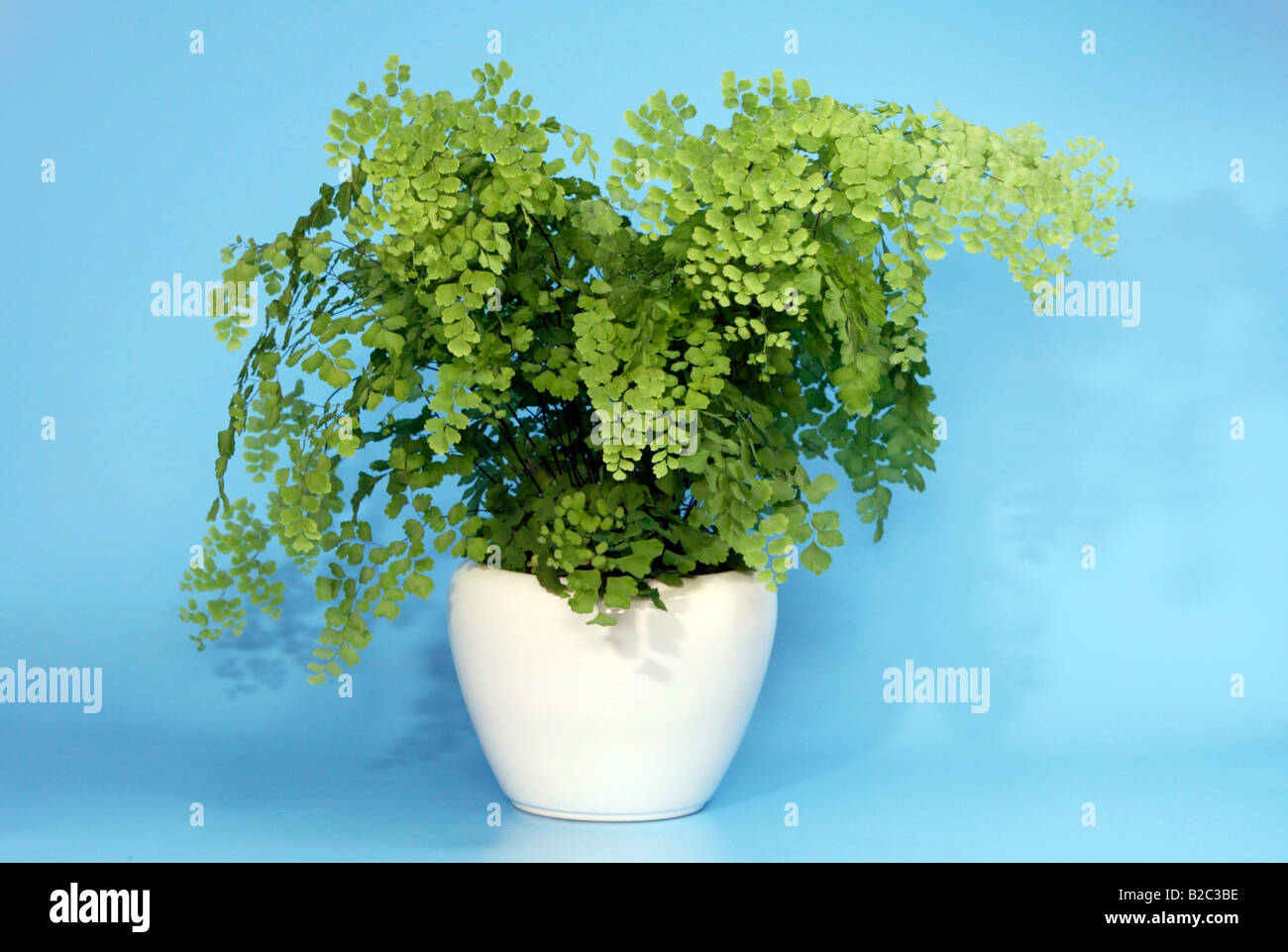 Maidenhair Fern (Adiantum raddianum), plant in a pot Stock Photo