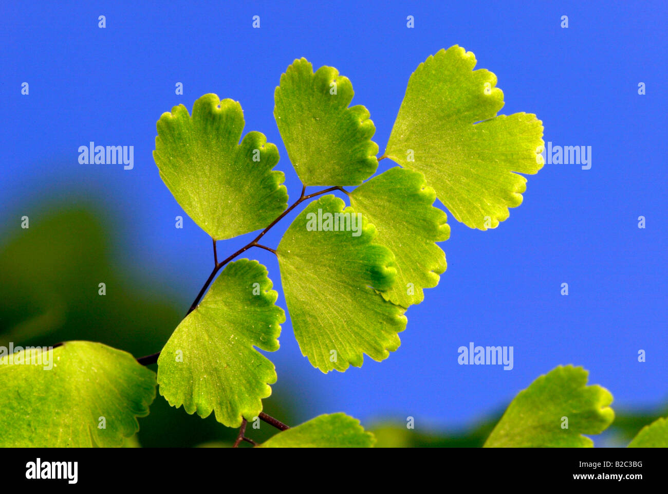Maidenhair Fern (Adiantum raddianum), leaves Stock Photo