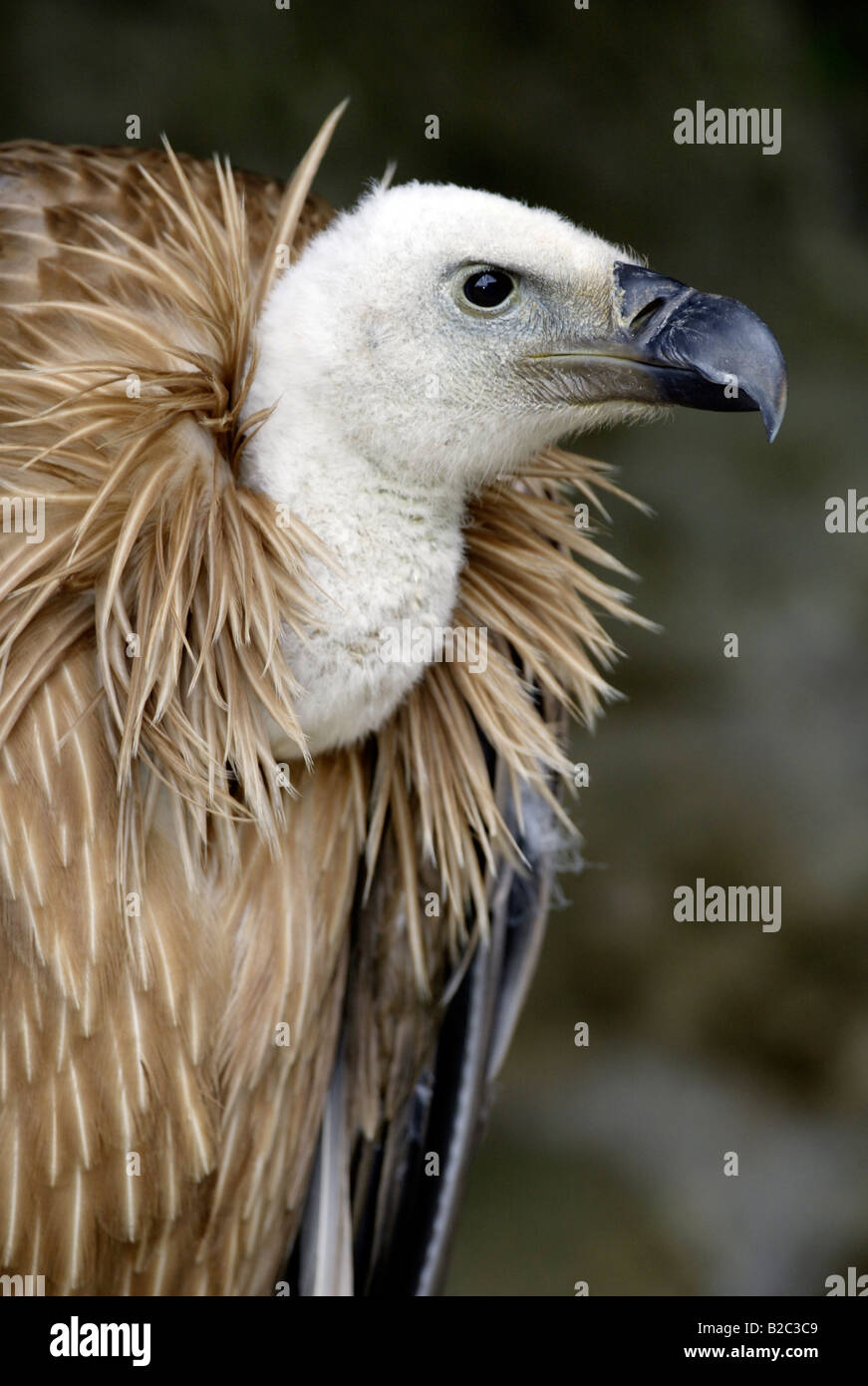 Eurasian griffon vulture photos hi-res stock photography and images - Alamy