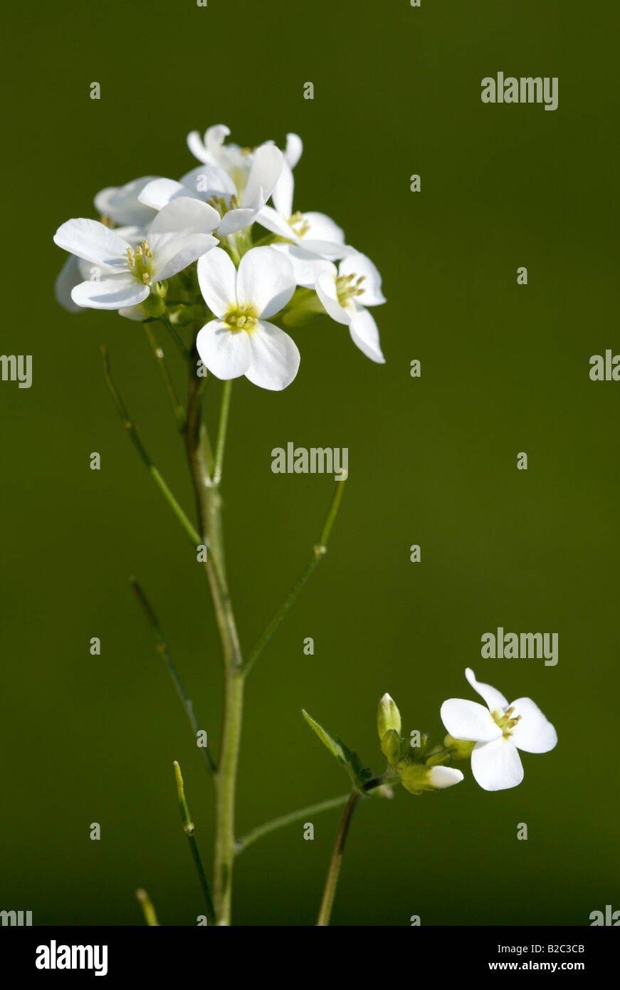 Snowdrop or Wall Rock Cress or White Rockcress (Arabis caucasica), flowers Stock Photo