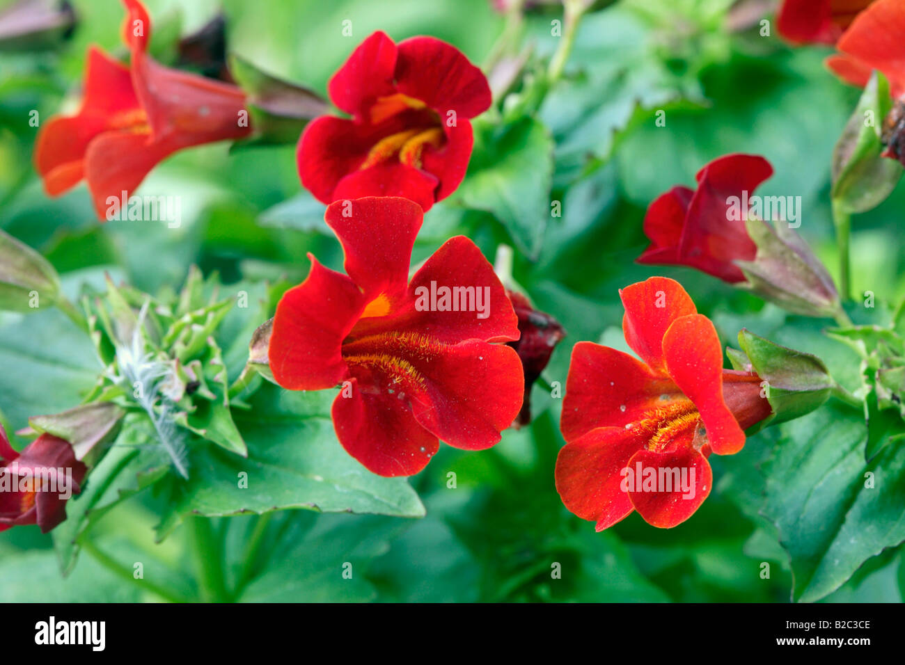 Allegheny Monkey Flower (Mimulus ringens), red flowers Stock Photo