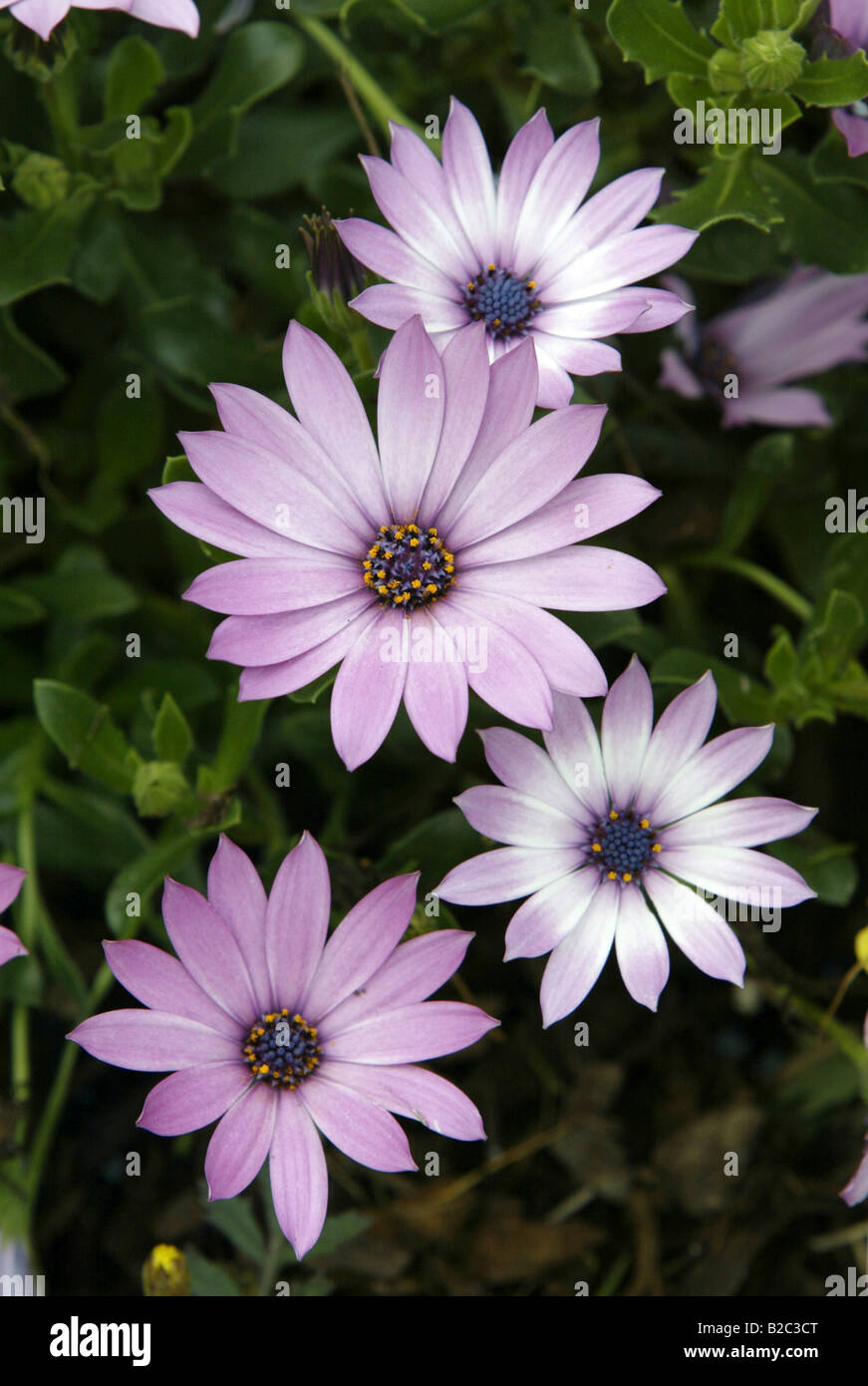 Gazania hybrid (Gazania), flowers Stock Photo Alamy