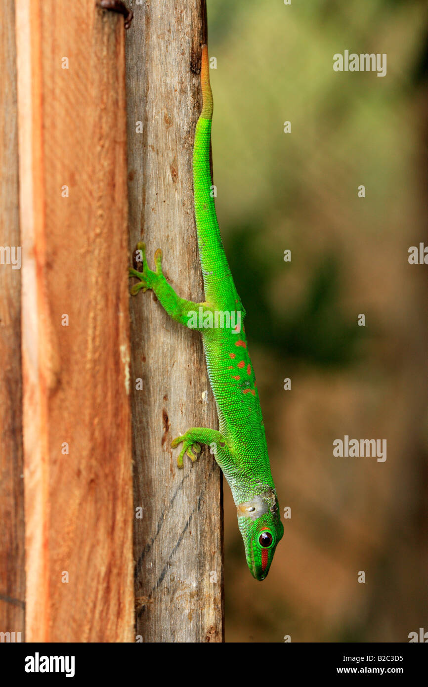Mature  Giant Day Gecko (Phelsuma madagascariensis grandis) on a Ravenea Palm (Ravenea madagascariensis), , Africa Stock Photo