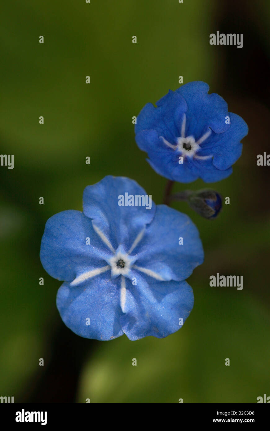 Flowering Blue-eyed Mary or Navelwort (Omphalodes verna) Stock Photo