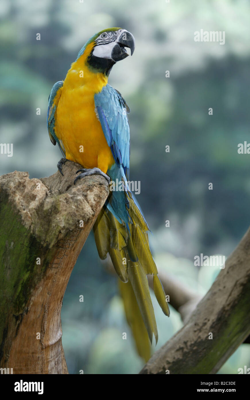 Homemade amateur hairy mature Blue gold macaw matures
