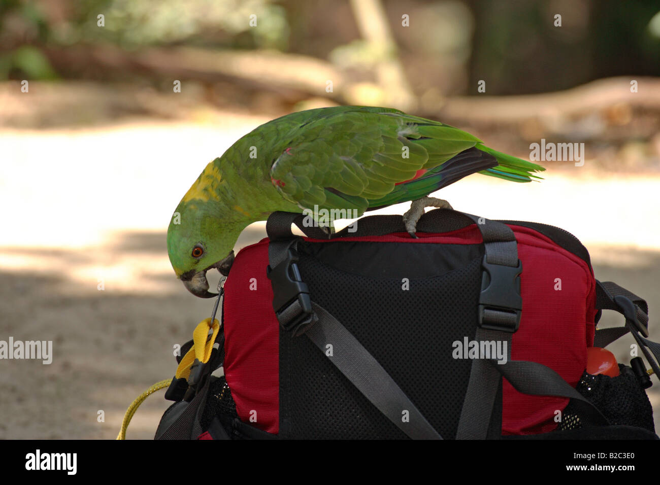 mature backpack amazon
