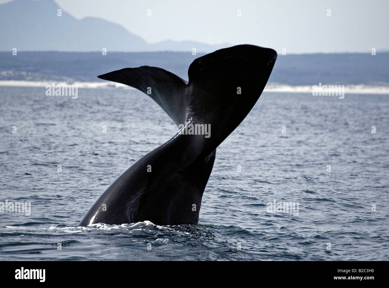 Southern Right Whale (Eubalaena australis), caudal fin, South Africa ...