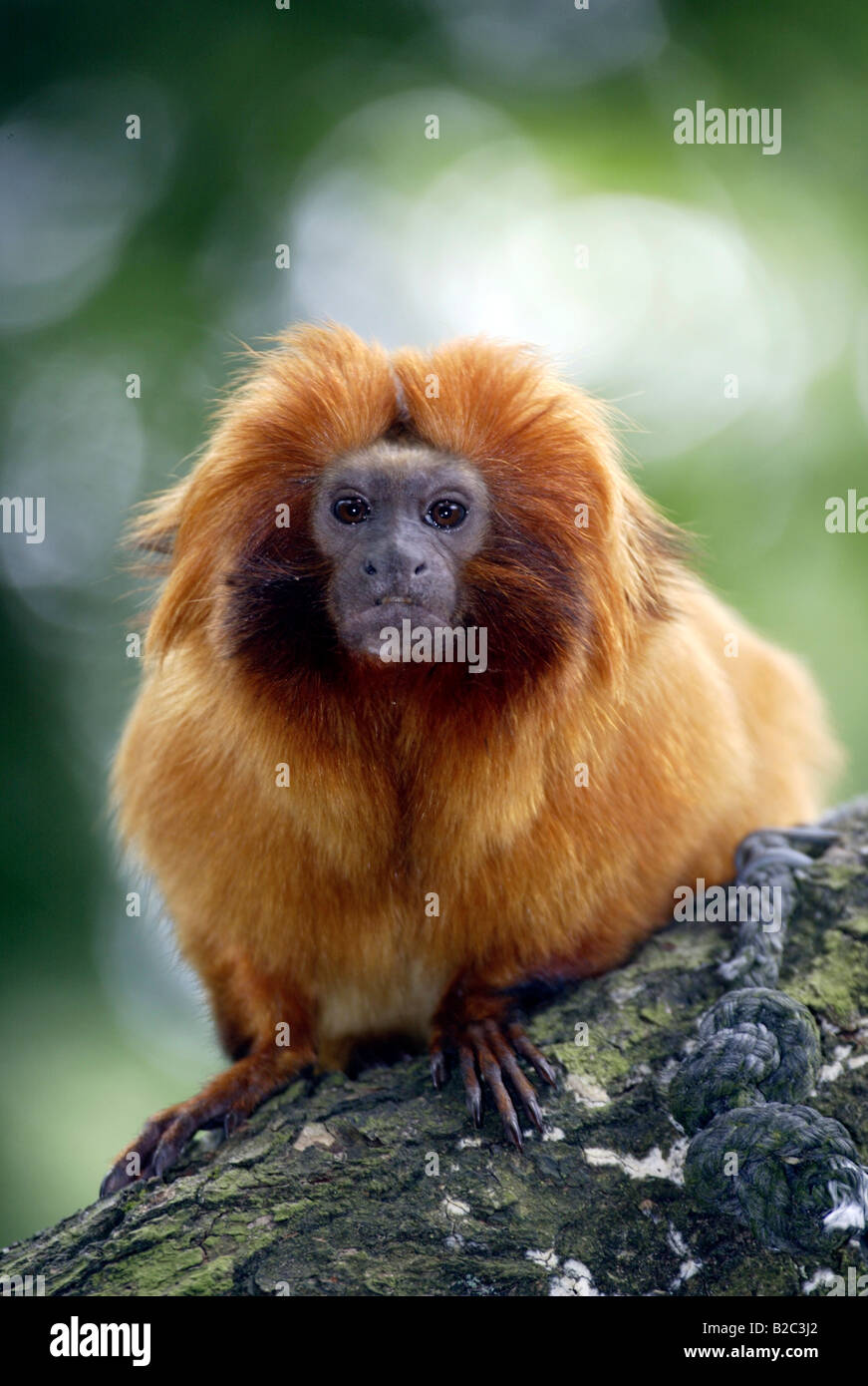 Golden Lion Tamarin Monkey (Leontideus rosalia), adult, portrait, existence : South America Stock Photo
