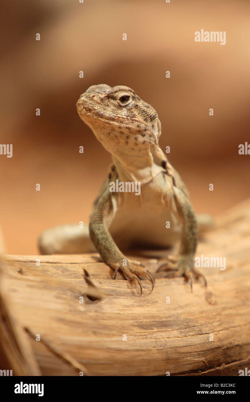 Oklahoma Collared Lizard or Collared Lizard (Crotaphytus collaris