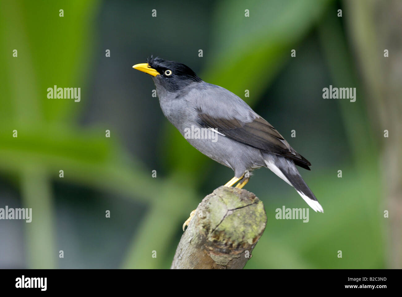 Call it outlet spring mynah