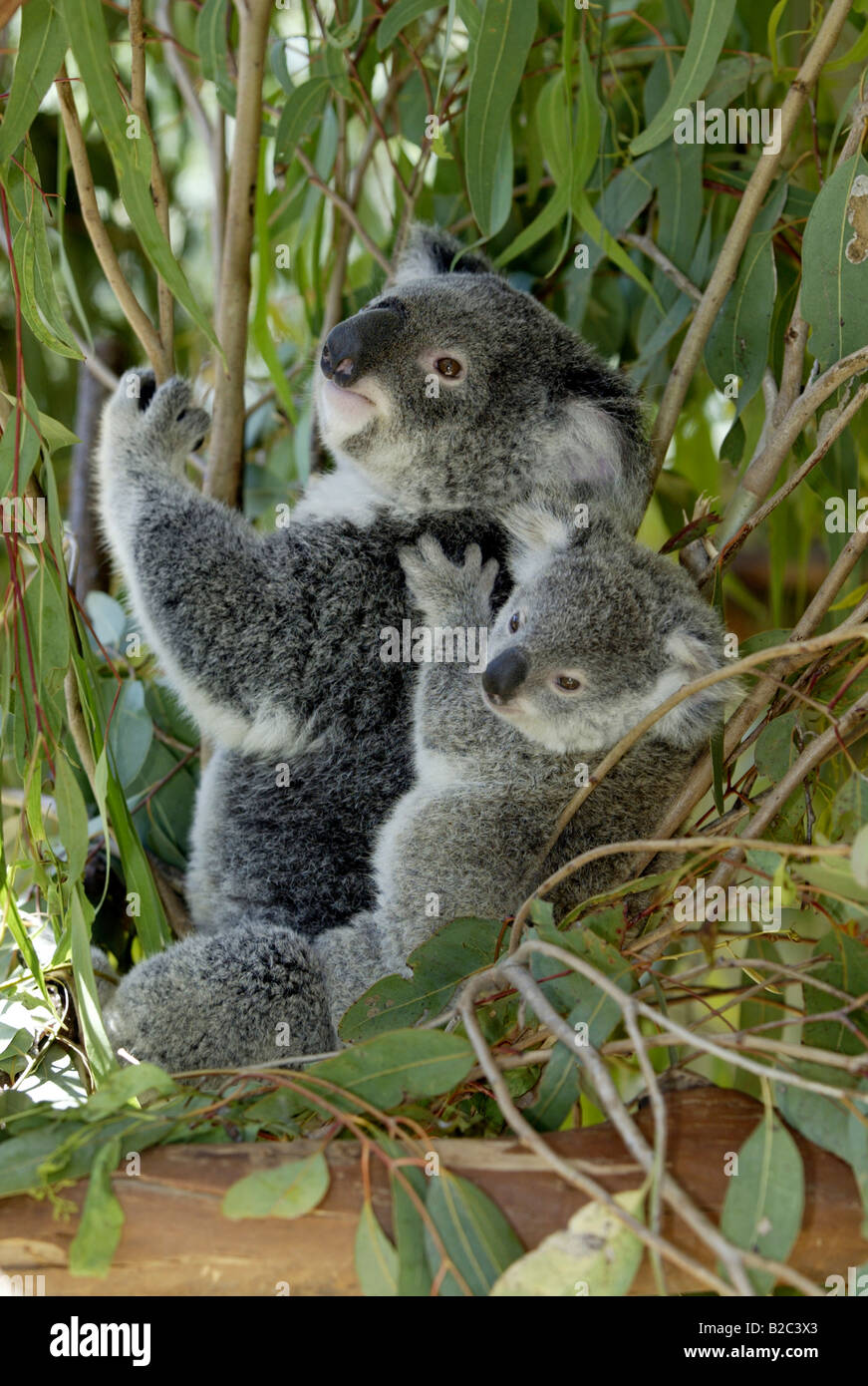 Koala (Phascolarctos cinereus), adult, female, with a young animal, riding on its back, Australia Stock Photo