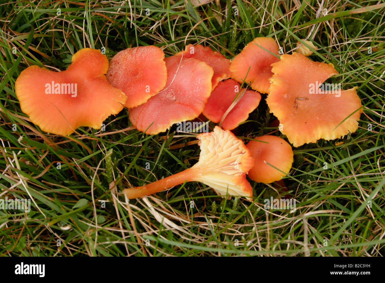Goblet waxcap fungi Hygrocybe cantharellus in grassland UK Stock Photo