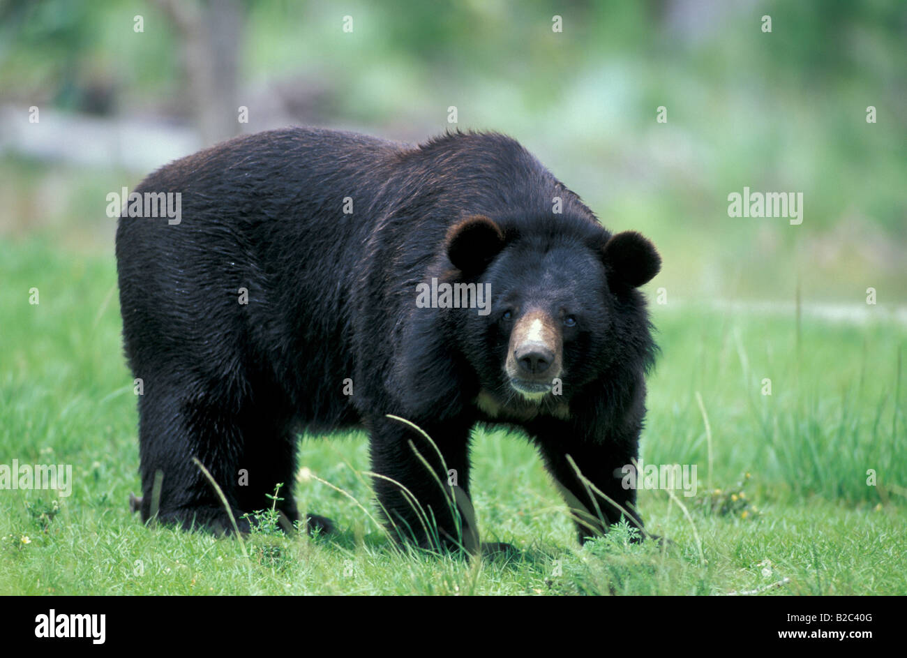 Asiatic or Tibetan Black Bear, Moon Bear (Ursus thibetanus), adult, native to Asia Stock Photo