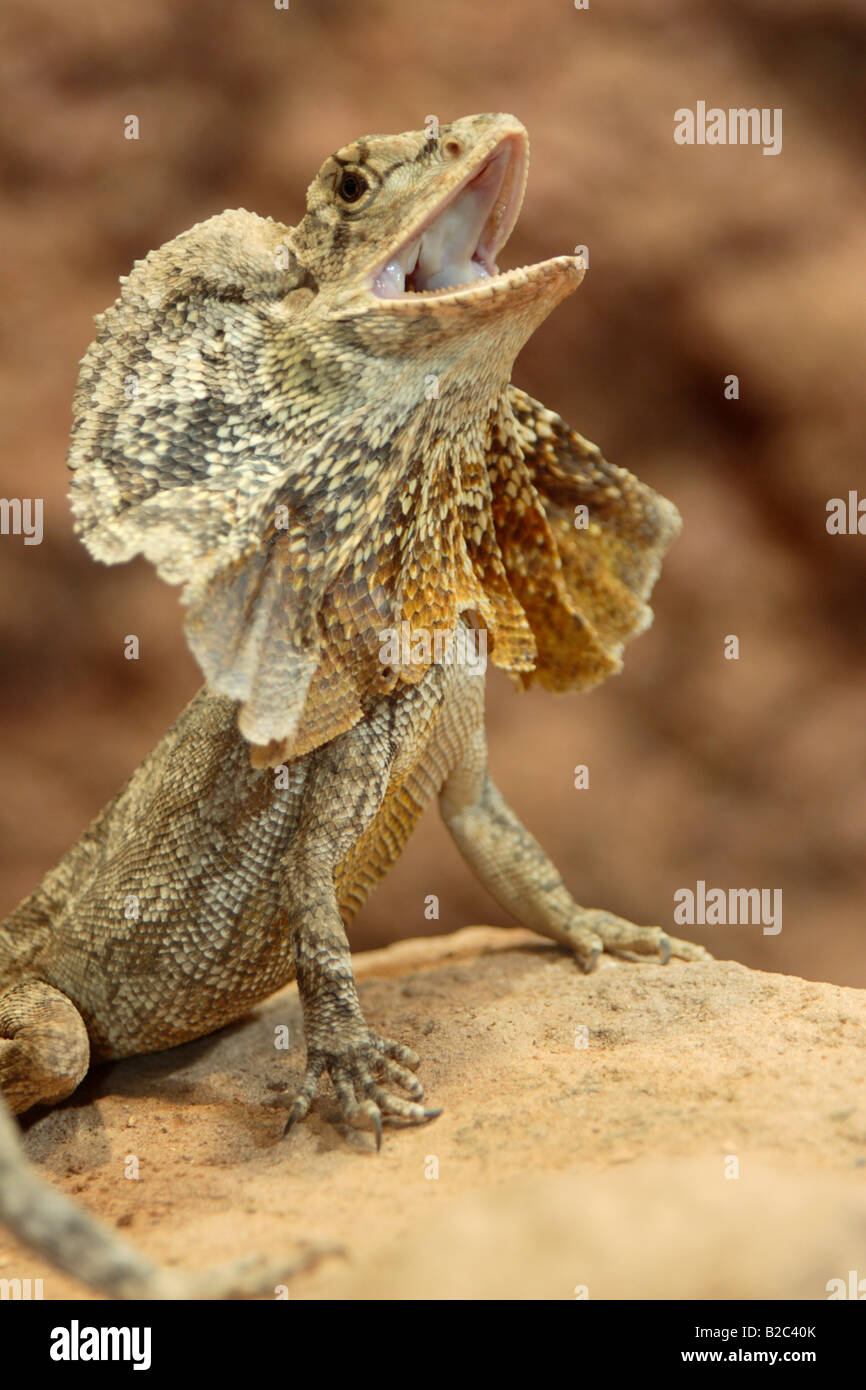 Portrait of a threatening Frill-necked Lizard (Chlamydosaurus kingii), adult, native to Australia Stock Photo