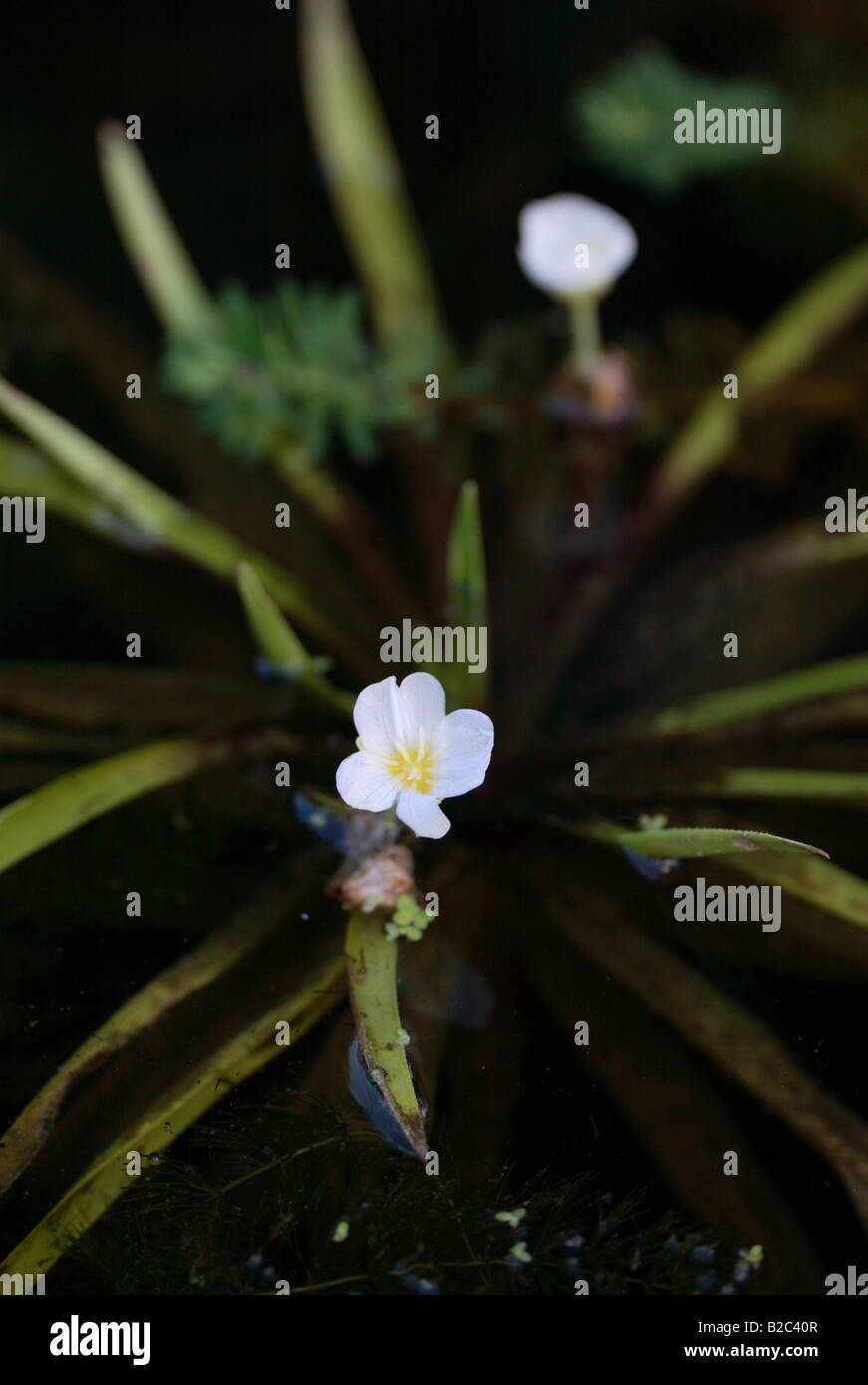 Water Soldier (Stratoides aloides), flower, Ellerstadt, Rhineland