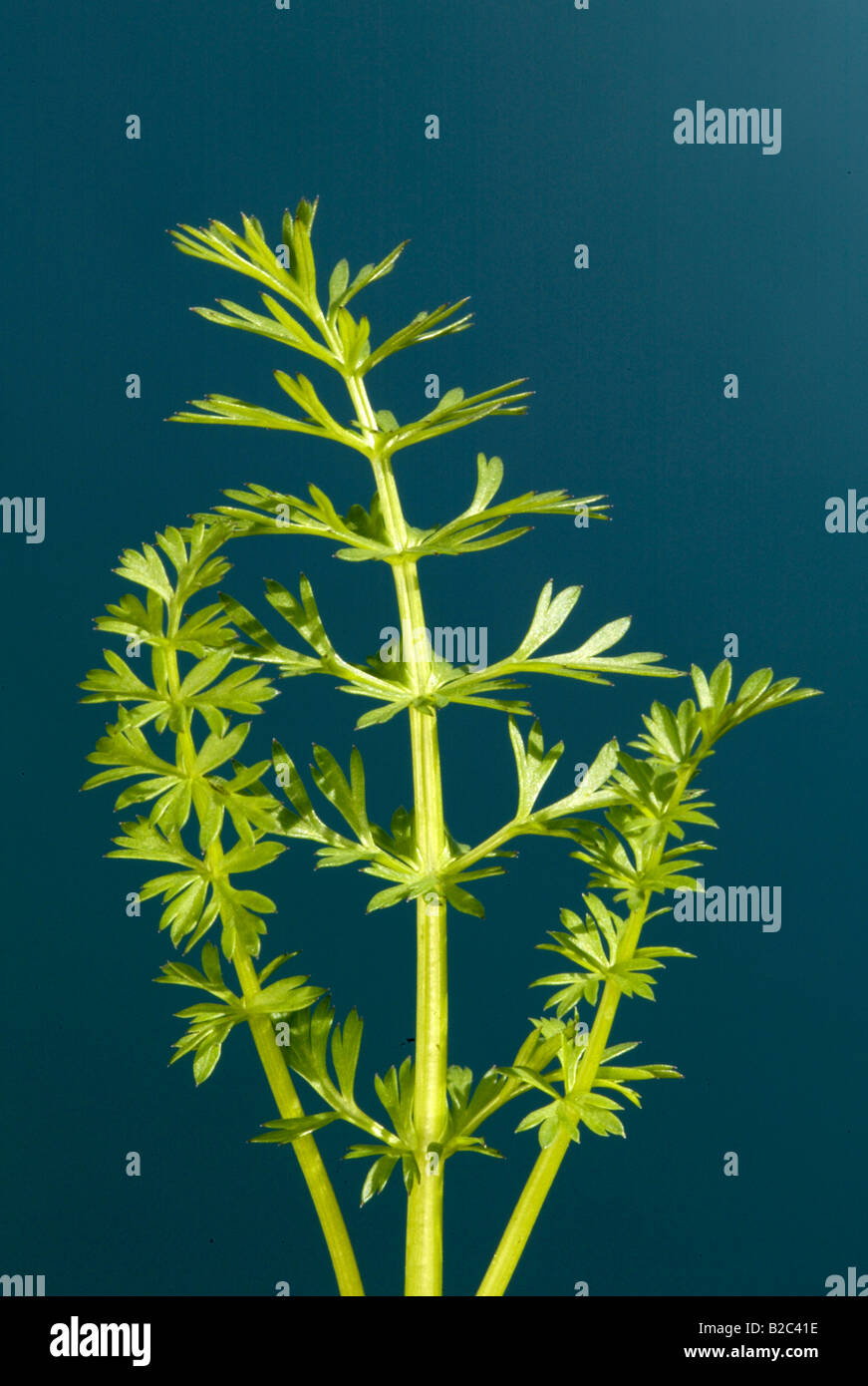 Caraway or Persian Cumin (Carum carvi), leaves Stock Photo