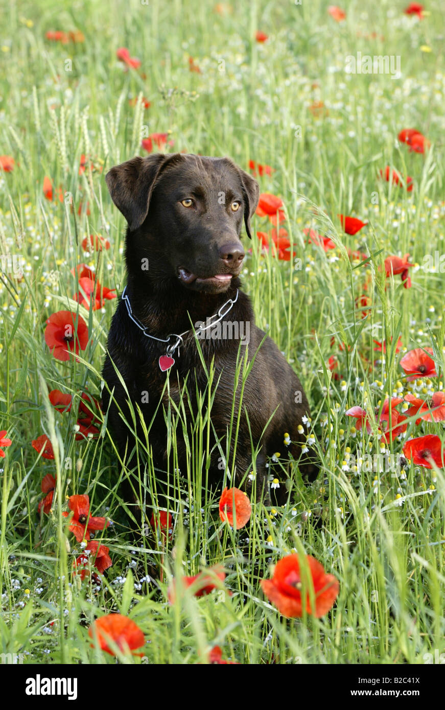 Short Lab Labrador, short-haired type, portrait in a meadow Stock Photo - Alamy