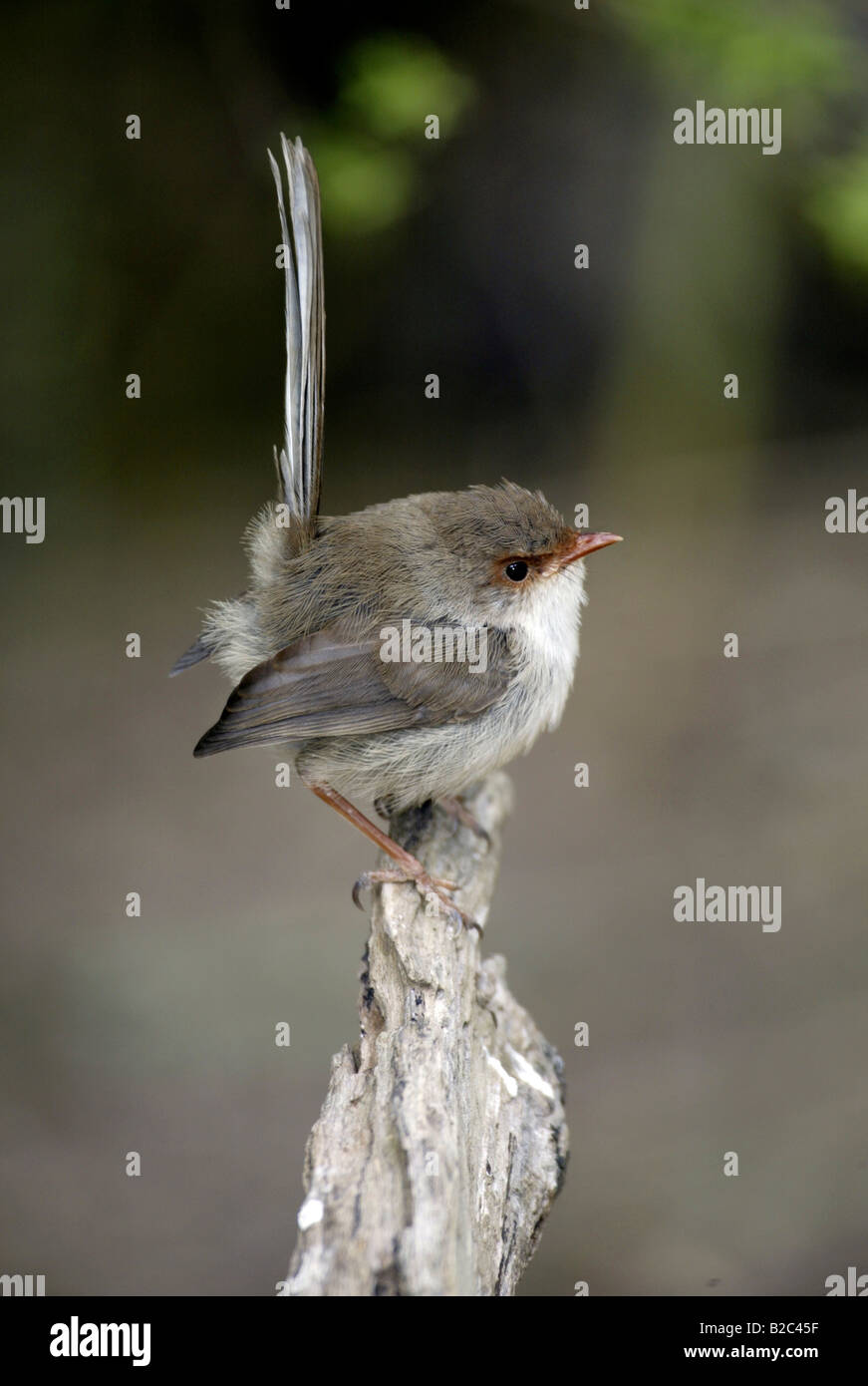 Superb Fairy-wren or Superb Blue-wren (Malurus cyaneus), adult, female, Australia Stock Photo