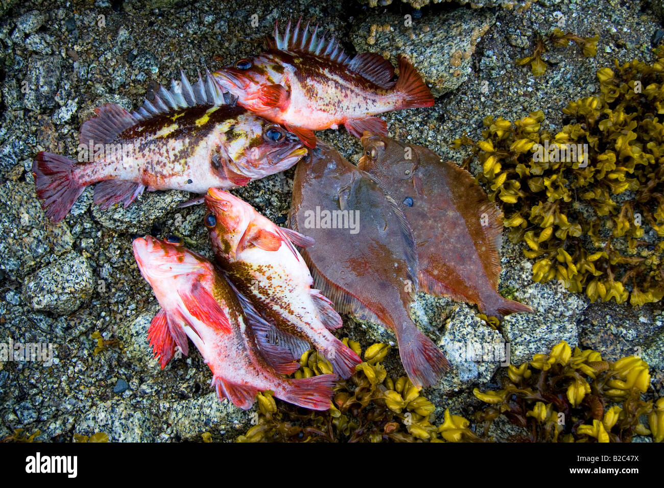 What's the setup for releasing rockfish?