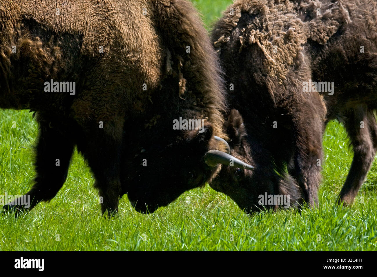 Bison display hi-res stock photography and images - Alamy