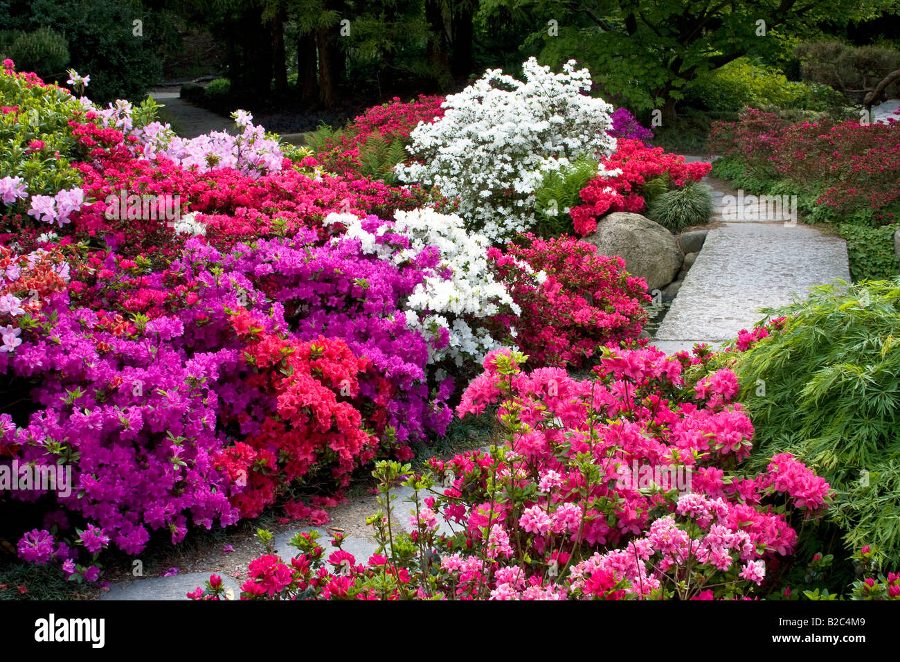 Rhododendrons, Azaleas (Rhododendron spec.) Japanese Garden in the Botanic Garden in Hamburg, Germany, Europe Stock Photo