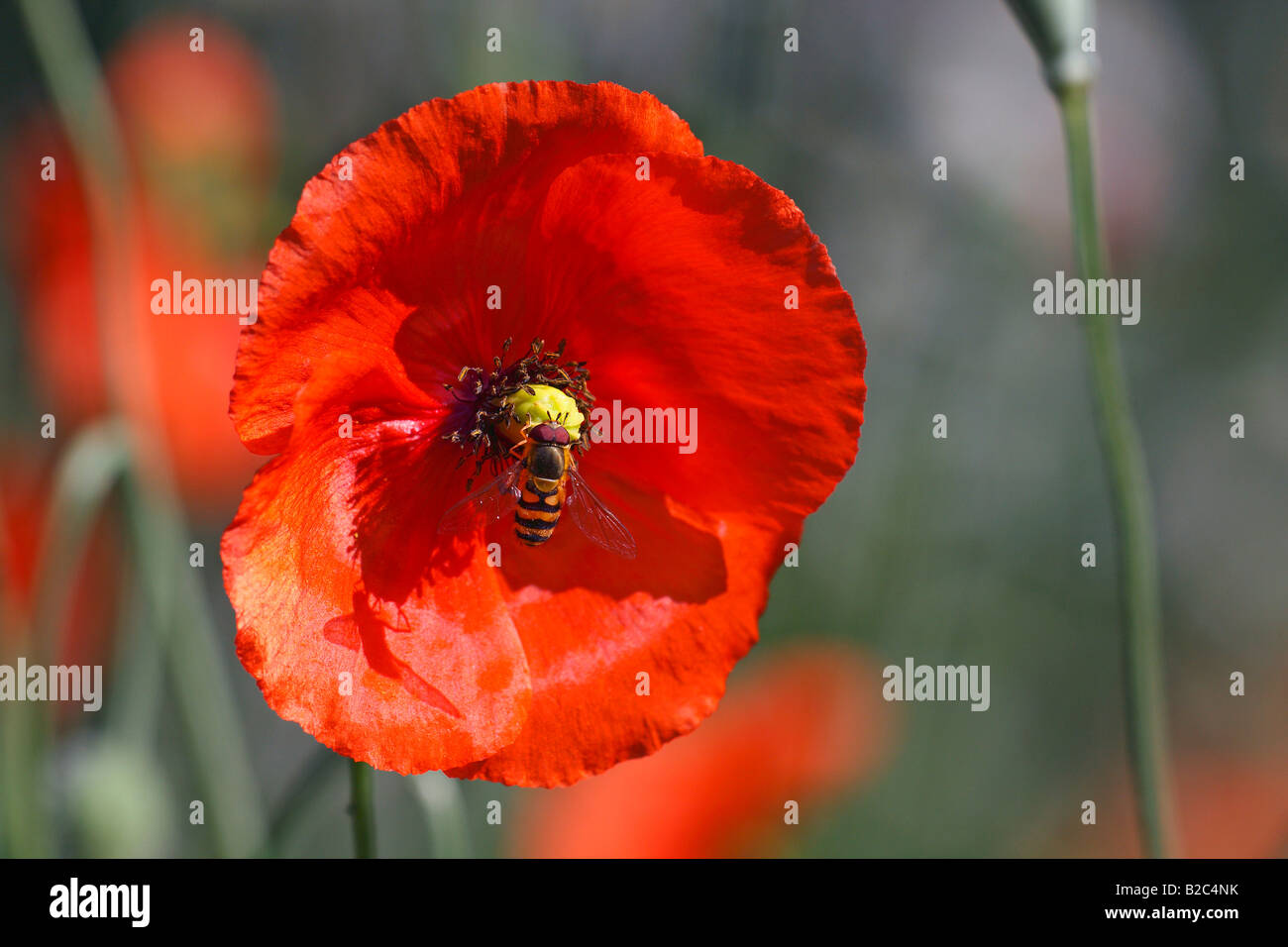 Hoverfly (Syrphidae) on a blossom of a Long-Headed Poppy (Papaver dubium), wild plant Stock Photo