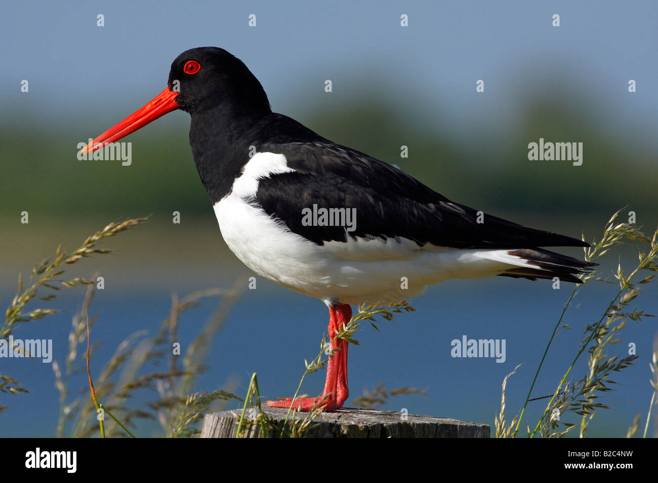 Oystercatcher (Haematopus ostralegus), perched on a fence post, Schleswig-Holsteinsches Wattenmeer National Park Stock Photo