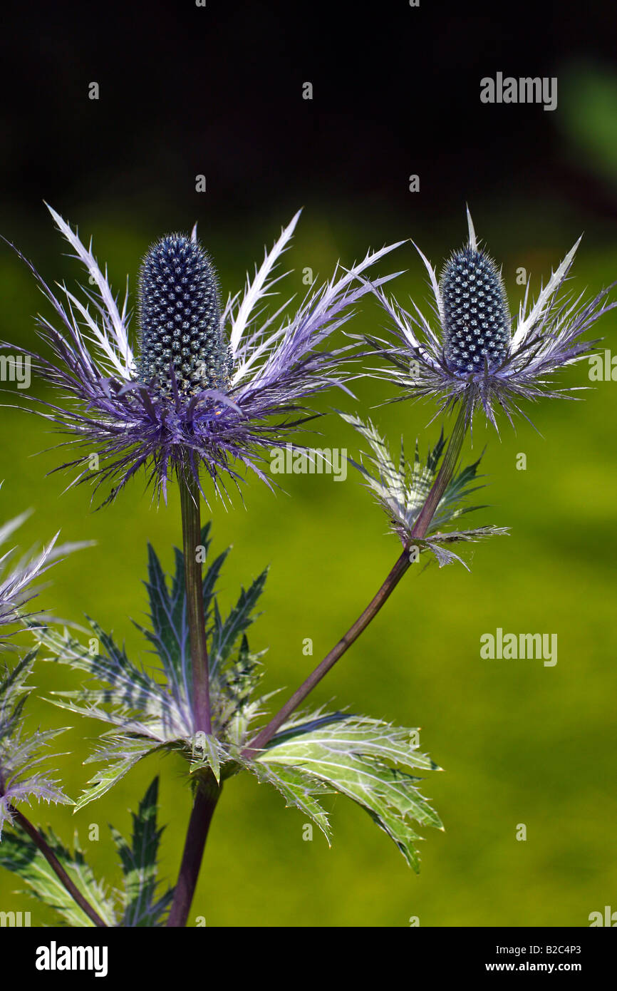 Alpine Sea Holly (Eryngium alpinum), protected plant from the Alps Stock Photo