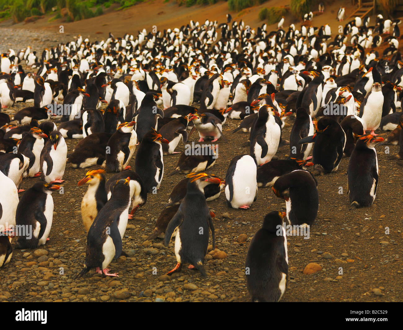 royal-penguin-colony-eudyptes-schlegeli-on-macquarie-island