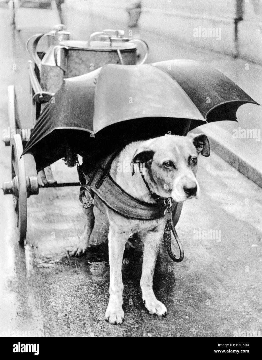 Dog with an umbrella above its head, historical photo, circa 1930 Stock Photo