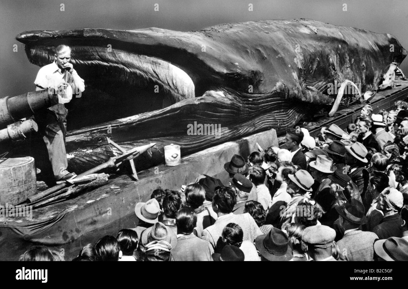 Spectators looking at dead baleen whale, historic picture from about 1930 Stock Photo