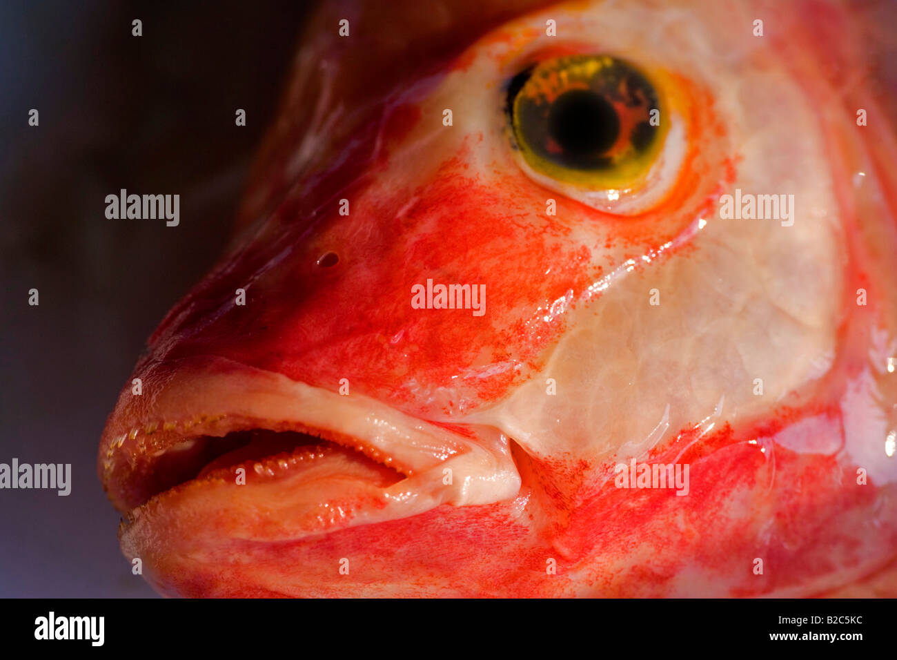 Red Snapper (Lutjanus campechanus), close-up view Stock Photo - Alamy