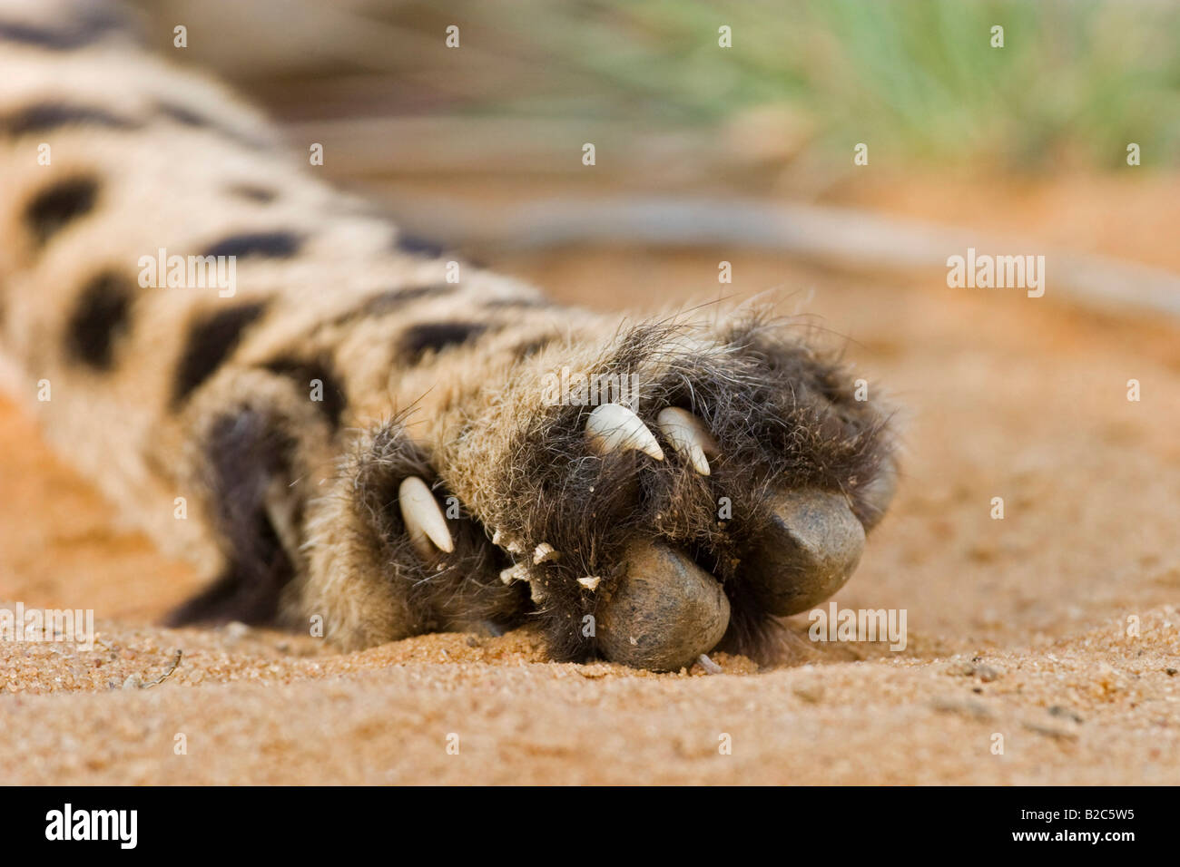 Cheetah paw hi-res stock photography and images - Alamy