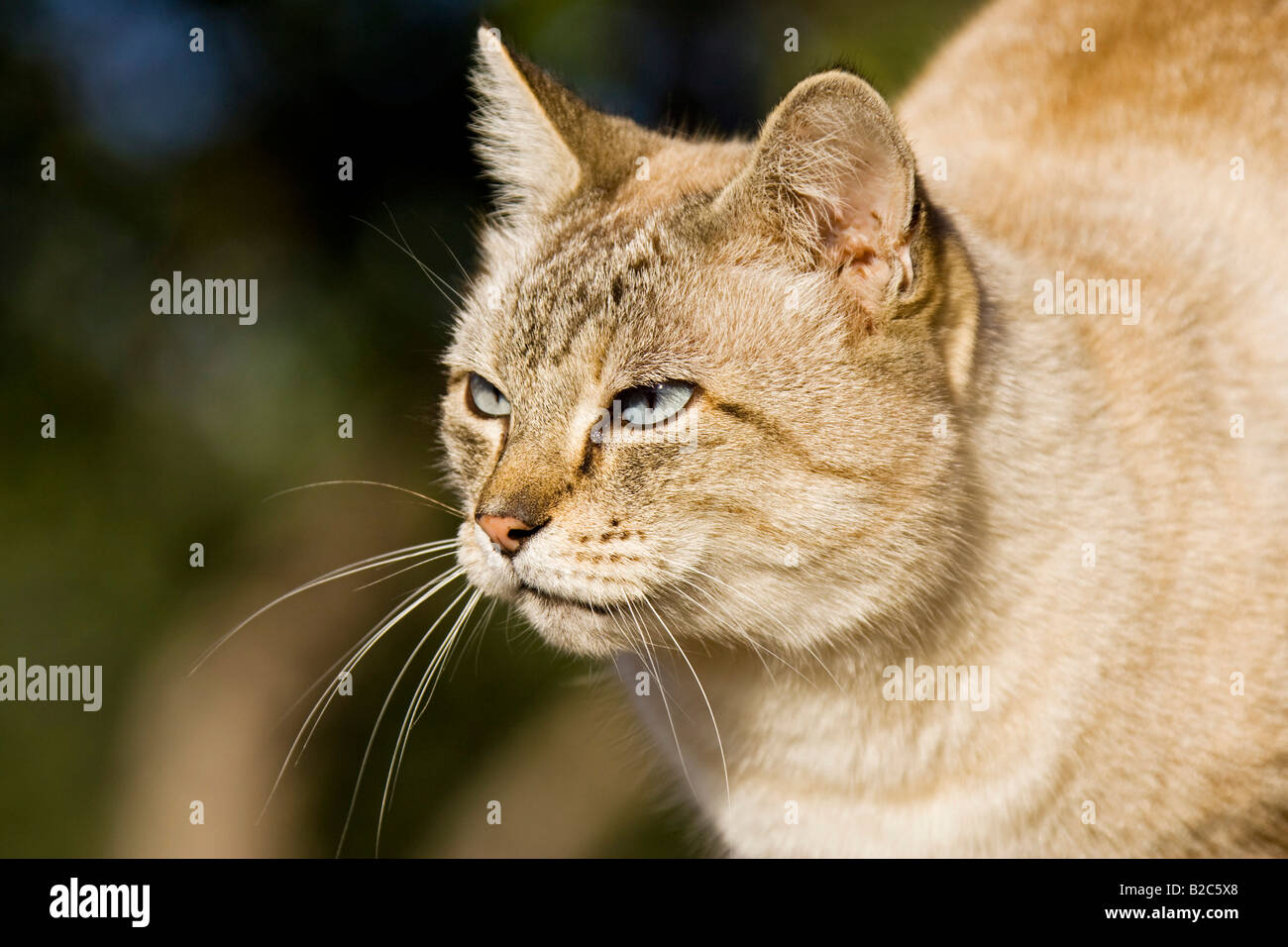 Wild Cat, Namibia, Africa Stock Photo Alamy
