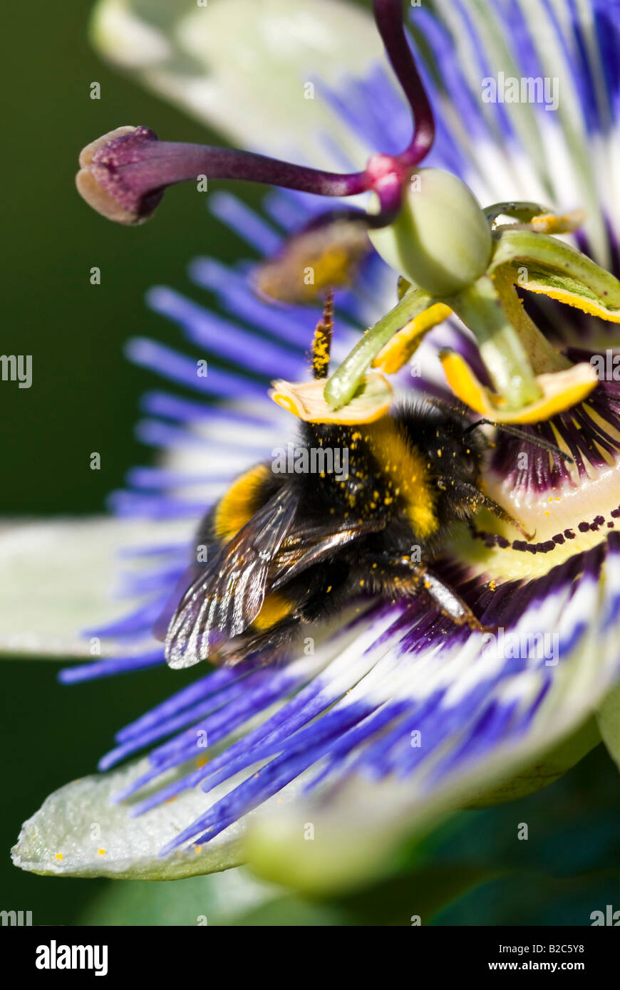 Vertical macro of a big bumble bee 'bombus' collecting pollen from the centre of a passion flower. Stock Photo