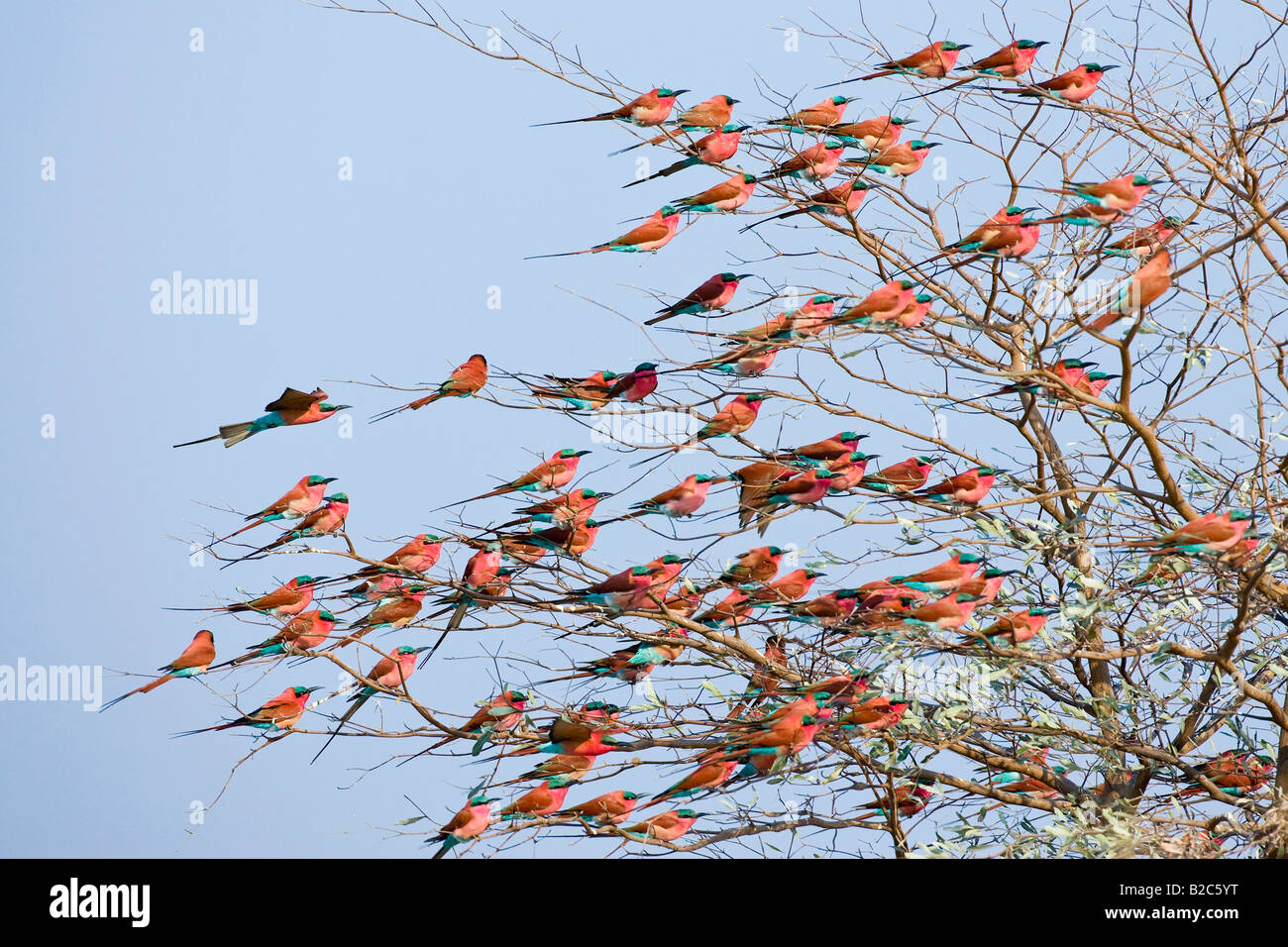 Carmin Bee-eater (Merops nubicoides) Colony in a tree, Caprivi Strip, Zambezi, Namibia, Africa Stock Photo